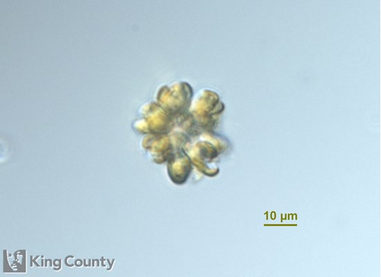 Photo of Corymbellus aureus